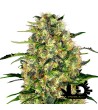 Sensi Seeds - Black Domina- Feminized Seeds