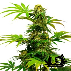 Sensi Seeds - Black Harlequin - Semi femminizzati