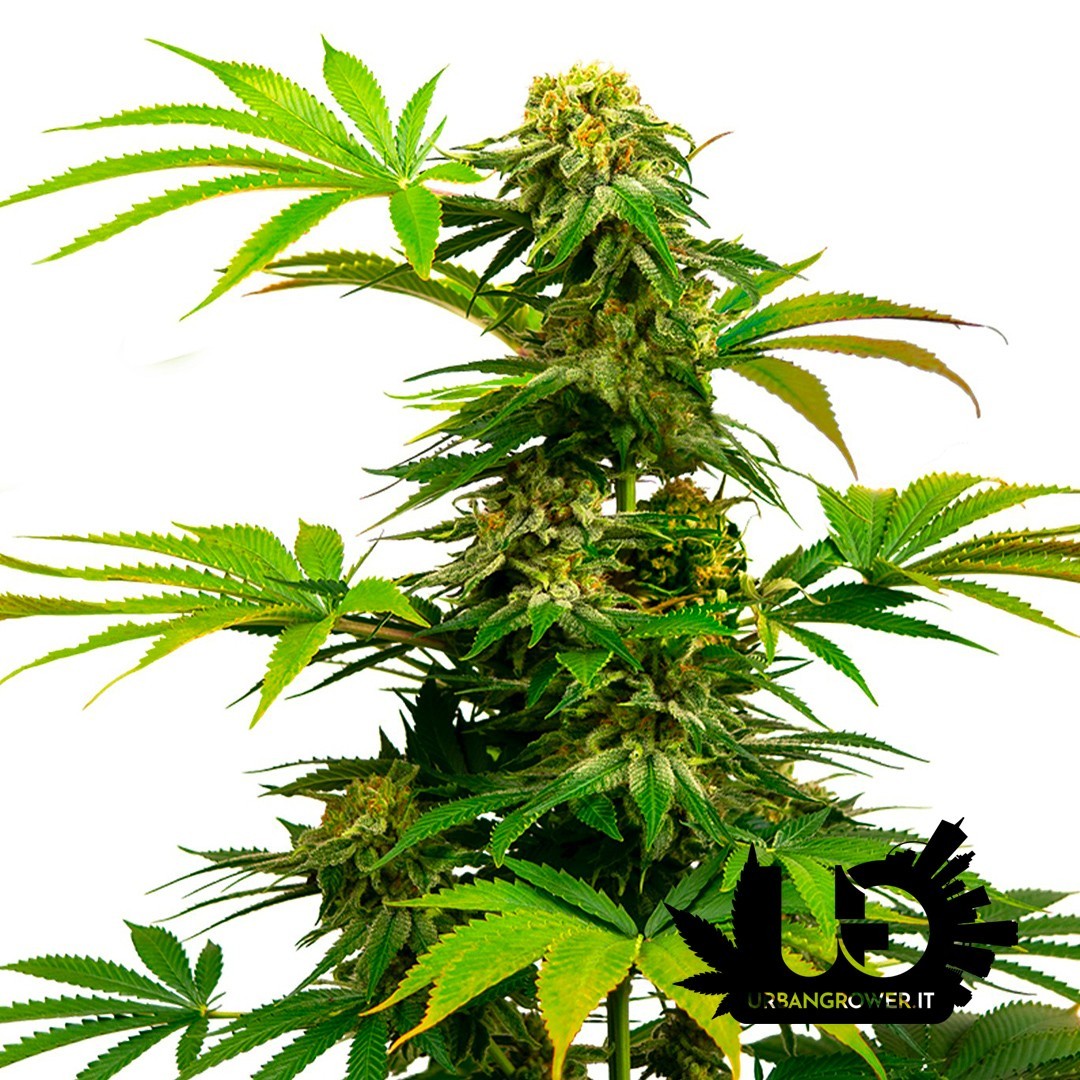 Sensi Seeds - Black Harlequin - Feminized Seeds