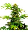 Sensi Seeds - Black Harlequin - Feminized Seeds