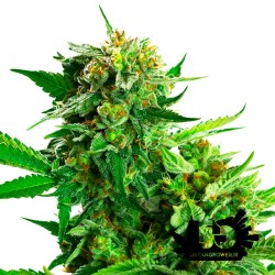 Sensi Seeds Research - Blackberry Cake - Hybrid feminized seeds