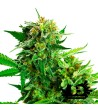 Sensi Seeds Research - Blackberry Cake - Hybrid feminized seeds