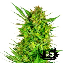 Sensi Seeds Research - Buttercream Gelato - Feminized Seeds