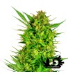 Sensi Seeds Research - Buttercream Gelato - Feminized Seeds