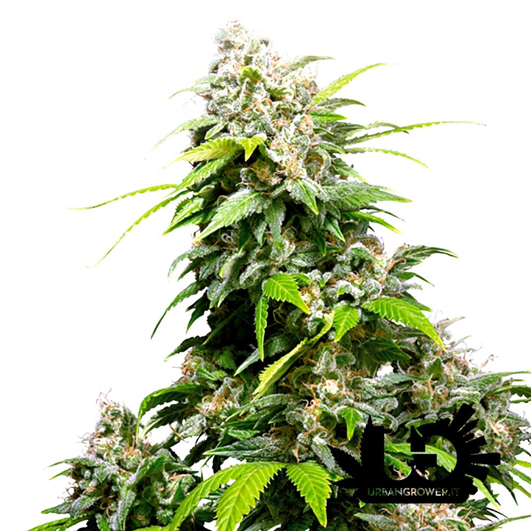 Sensi Seeds - California Indica - Feminized Seeds