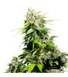 Sensi Seeds - California Indica - Feminized Seeds