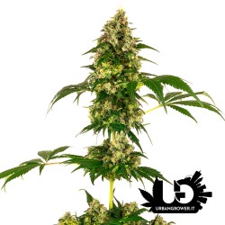 Sensi Seeds - Cobalt Haze - Feminized Seeds