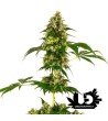 Sensi Seeds - Cobalt Haze - Feminized Seeds