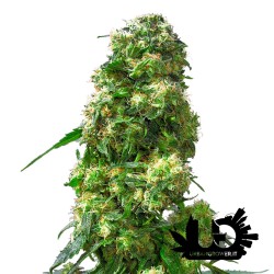 Sensi Seeds - Early Skunk - Semi femminizzati