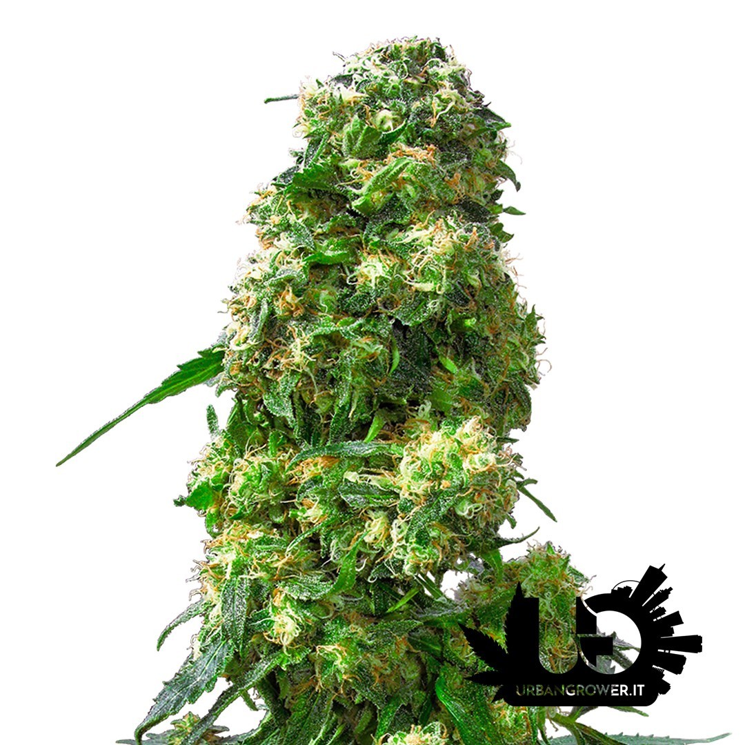 Sensi Seeds - Early Skunk - Feminized Seeds