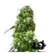 Sensi Seeds - Early Skunk - Feminized Seeds