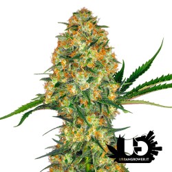 Sensi Seeds - Hindu Kush - Feminized Seeds