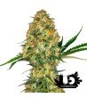 Sensi Seeds - Hindu Kush - Feminized Seeds