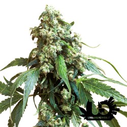 Sensi Seeds - Jack Flash - Feminized Seeds