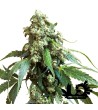 Sensi Seeds - Jack Flash - Feminized Seeds