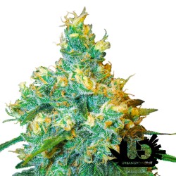 Sensi Seeds - Jack Herer- Feminized Seeds