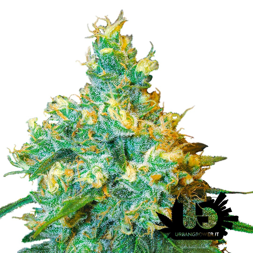 Sensi Seeds - Jack Herer- Semi femminizzati