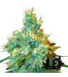 Sensi Seeds - Jack Herer- Feminized Seeds