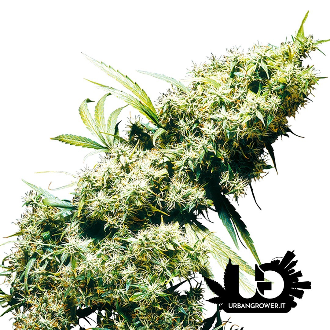 Sensi Seeds - Redux - Jamaican Pearl - Feminized Seeds