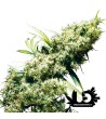 Sensi Seeds - Redux - Jamaican Pearl - Feminized Seeds