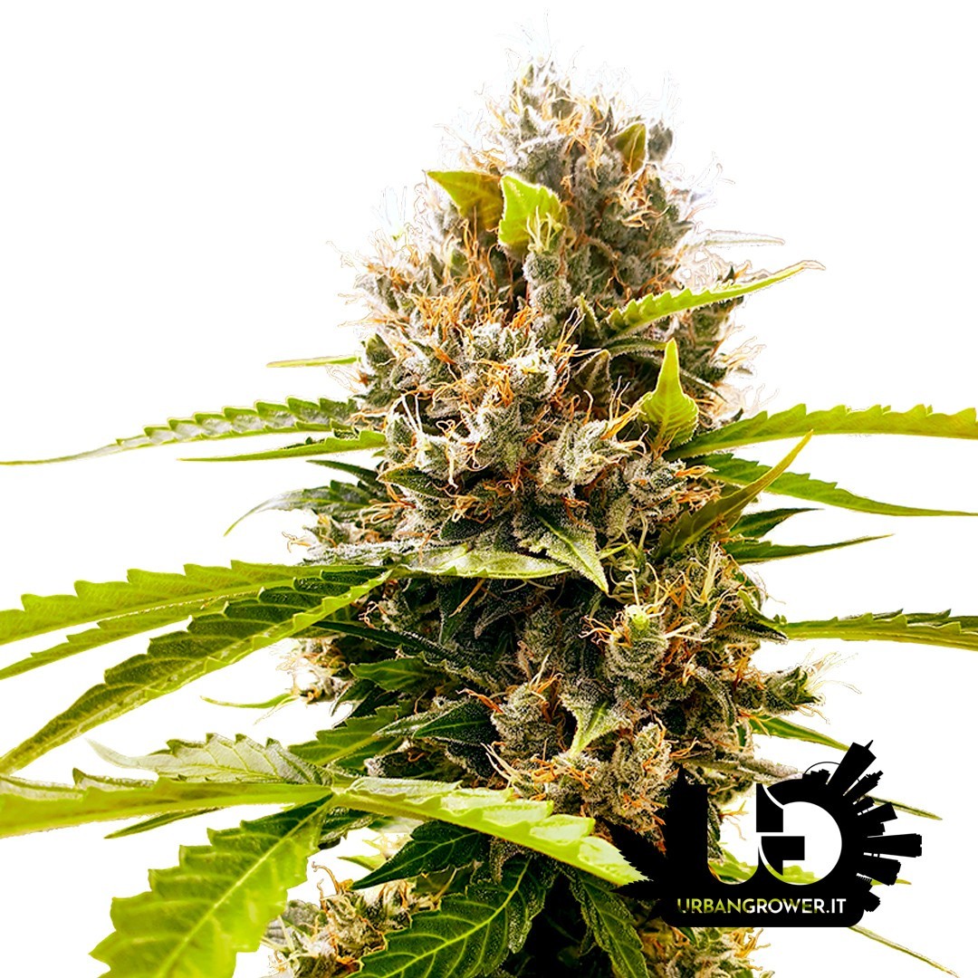 Sensi Seeds Research - Mandarin Punch - Feminized Seeds