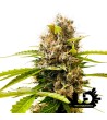 Sensi Seeds Research - Mandarin Punch - Feminized Seeds