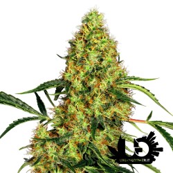 Sensi Seeds - Mexican Sativa- Semi femminizzati