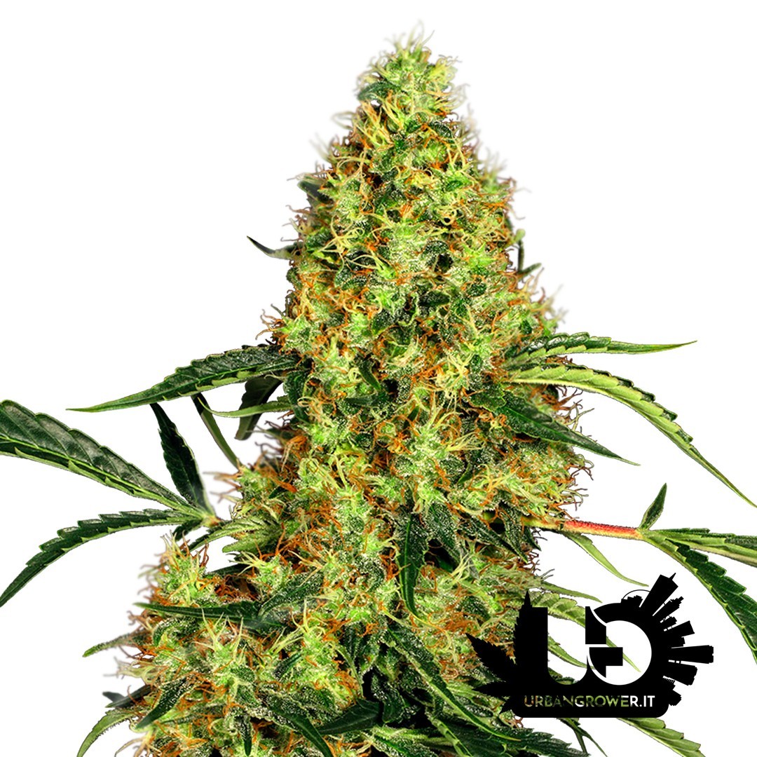 Sensi Seeds - Redux - Mexican Sativa- Feminized Seeds