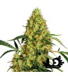 Sensi Seeds - Redux - Mexican Sativa- Feminized Seeds