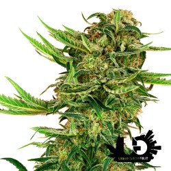 Sensi Seeds Research - N13 Kush - Feminized Seeds