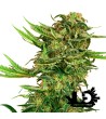 Sensi Seeds Research - N13 Kush - Feminized Seeds