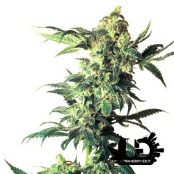 Sensi Seeds - Northern Light - Feminized Seeds