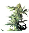 Sensi Seeds - Northern Light - Feminized Seeds