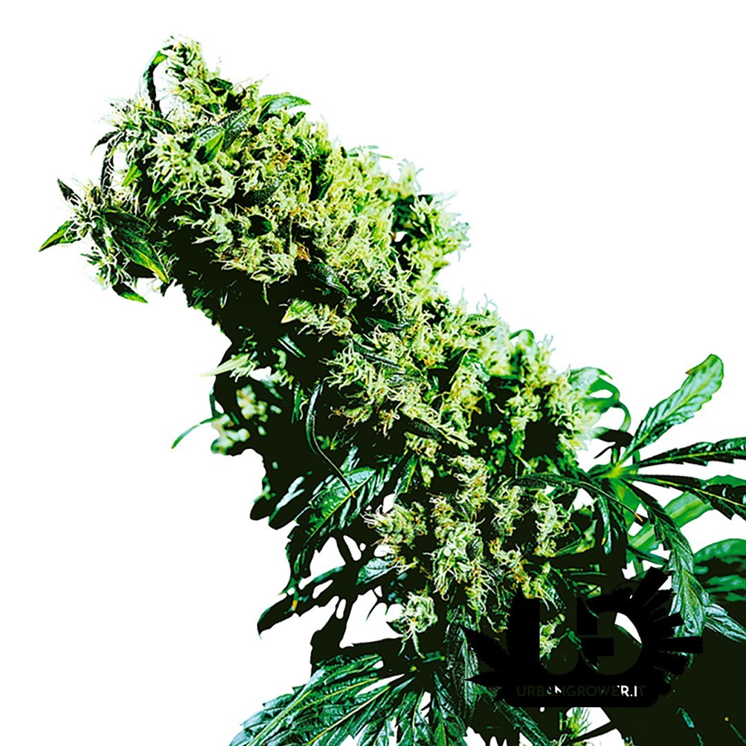 Sensi Seeds - Northern Lights 5 X Haze - 10 Feminized Seeds