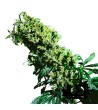 Sensi Seeds - Northern Lights 5 X Haze - 10 Feminized Seeds