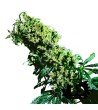 Sensi Seeds - Northern Lights #5 X Haze - Semi femminizzati