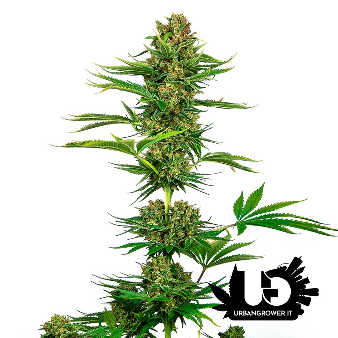 Sensi Seeds - Satin Black Domina CBD (Ex Sensi 743) - 3 Feminized Seeds