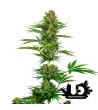 Sensi Seeds - Satin Black Domina CBD (Ex Sensi 743) - 3 Feminized Seeds