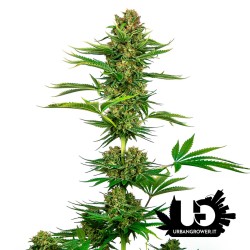 Sensi Seeds - Reserach - Sensi #743 CBD - Semi femminizzati