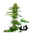 Sensi Seeds - Sensi 743 CBD - Feminized Seeds