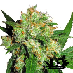 Sensi Seeds - Sensi Skunk - Semi femminizzati