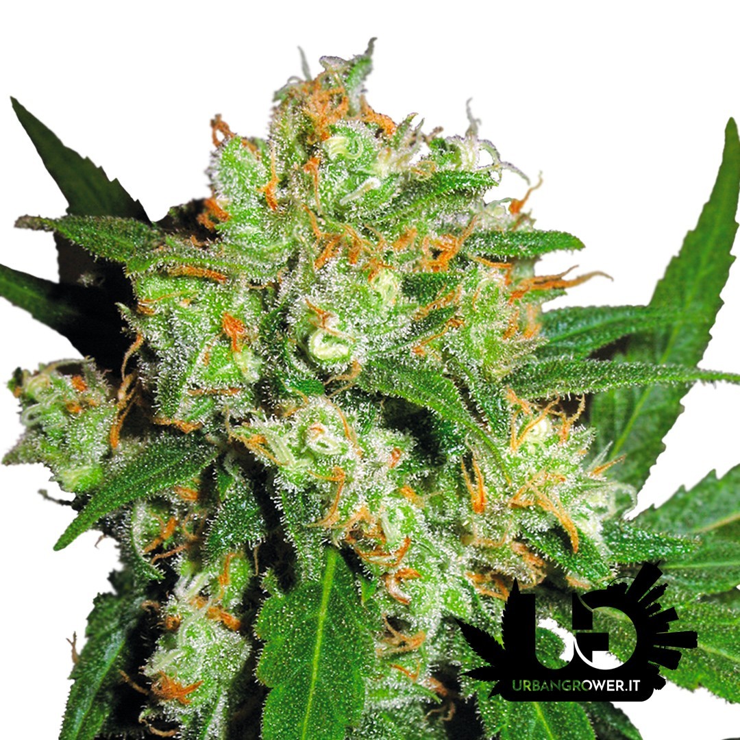 Sensi Seeds - Sensi Skunk - Feminized Seeds