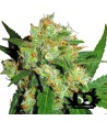 Sensi Seeds - Sensi Skunk - Feminized Seeds