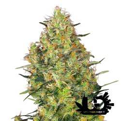 Sensi Seeds - Shiva Skunk - 3 Feminized Seeds