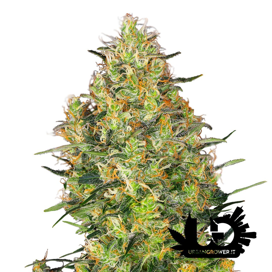 Sensi Seeds - Shiva Skunk - 3 Feminized Seeds