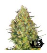 Sensi Seeds - Shiva Skunk - 3 Feminized Seeds