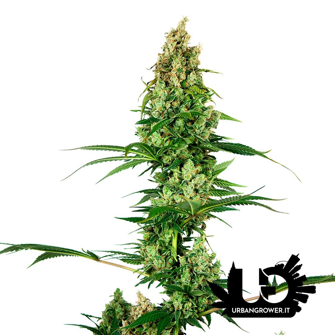 Sensi Seeds - Silver Fire - Feminized Seeds