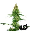 Sensi Seeds - Silver Fire - Feminized Seeds