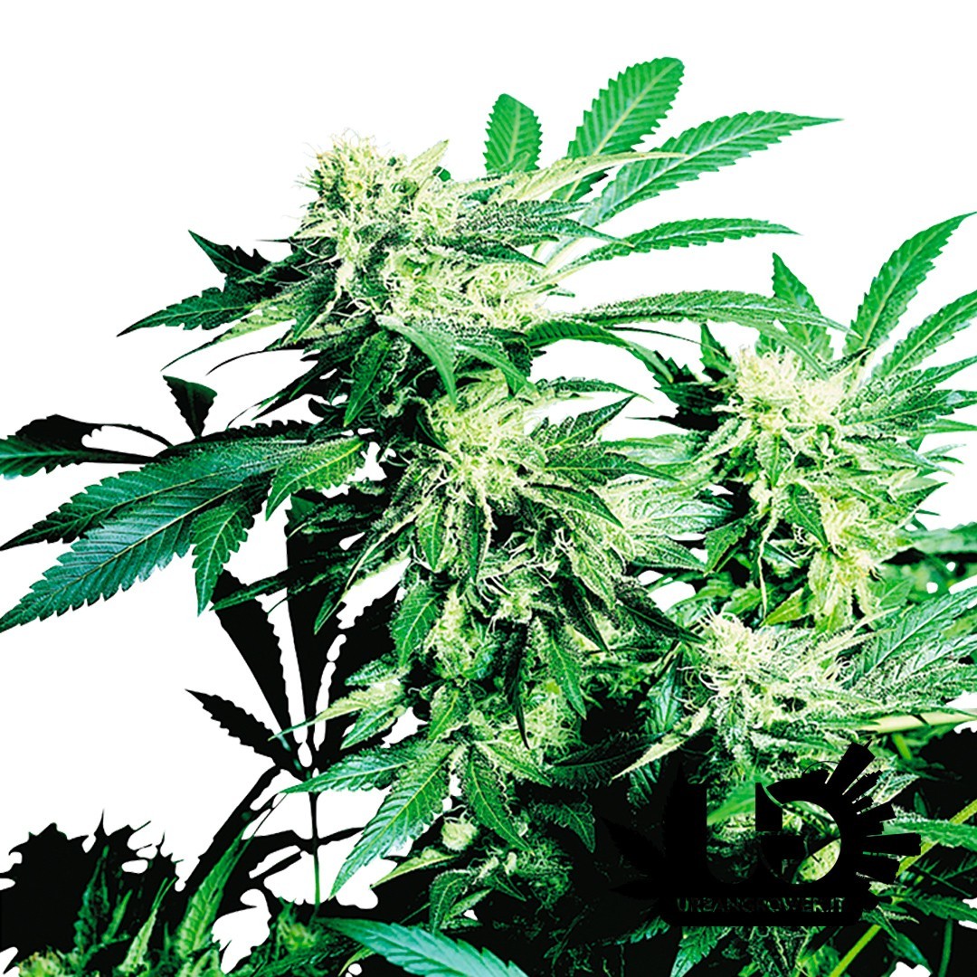 Sensi Seeds - Skunk Kush - 3 Feminized Seeds