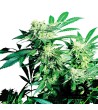 Sensi Seeds - Skunk Kush - 3 Feminized Seeds